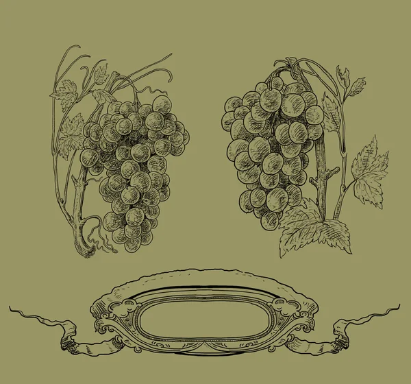 Ilustración de uvas — Foto de Stock
