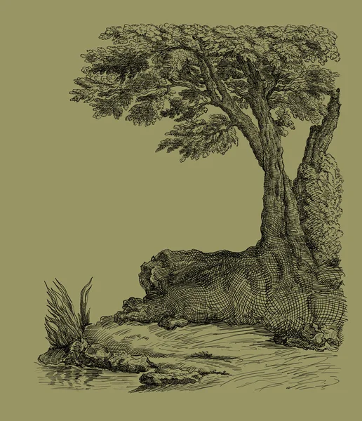 Eski ağaç çizimi — Stok fotoğraf