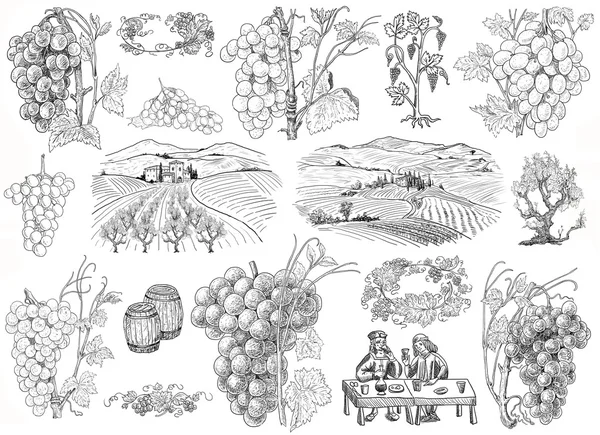 Ilustración del viñedo —  Fotos de Stock
