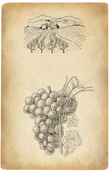 Виноградная иллюстрация — стоковое фото