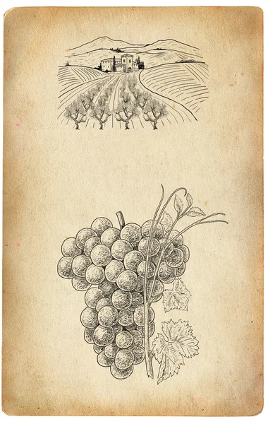 Vineyard illustration — Stock Photo, Image