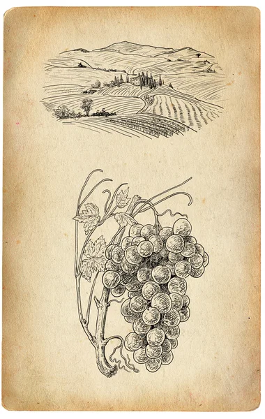 Vineyard illustration — Stock Photo, Image