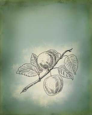 Plum illustration clipart