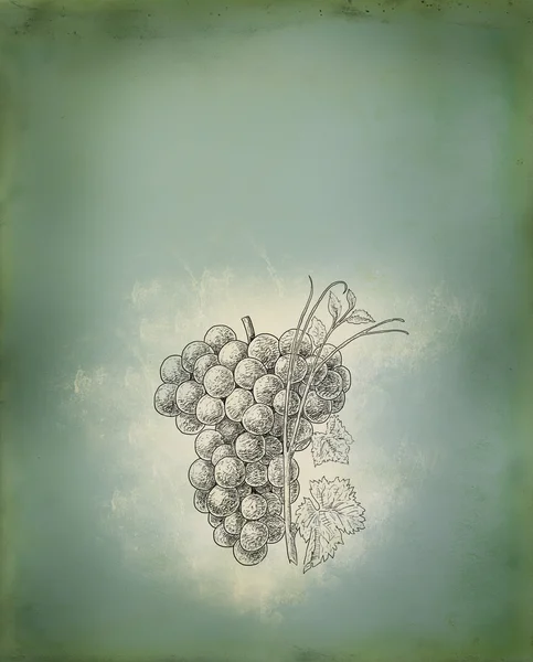 Druiven illustratie — Stockfoto
