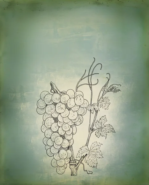 Ilustracja winogron — Zdjęcie stockowe