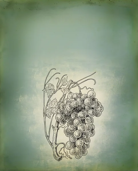 Виноград ілюстрація — стокове фото