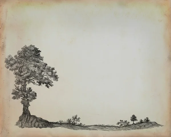 Gamla träd illustration — Stockfoto