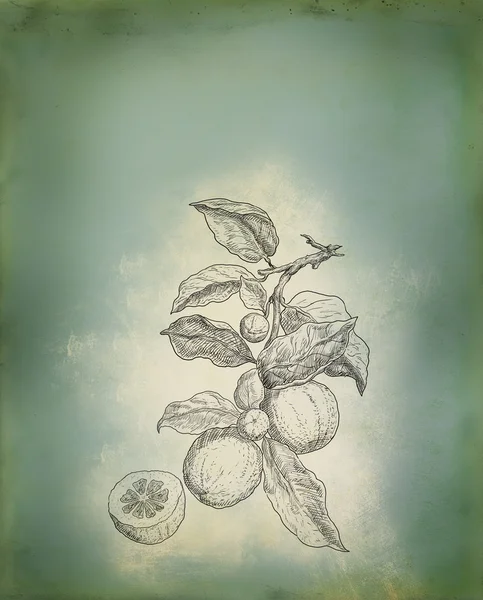 Ilustração em limão — Fotografia de Stock