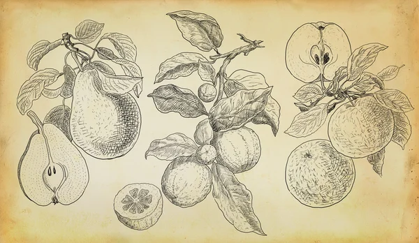 Handdrawn illustration mix of fruits — Stock Photo, Image