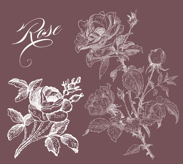Oude rose illustratie — Stockfoto