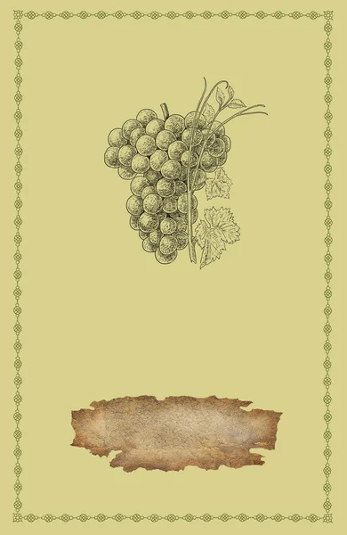Ilustração das uvas — Fotografia de Stock