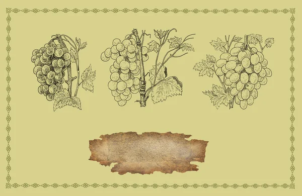 Vineyard illustration — Stock Photo, Image