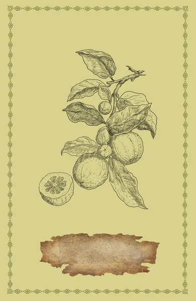 Lemon illustration — Stock Photo, Image