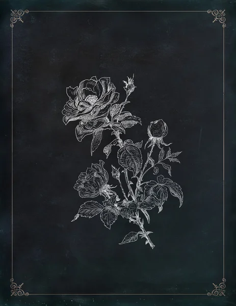 Ilustracja stara róża — Zdjęcie stockowe