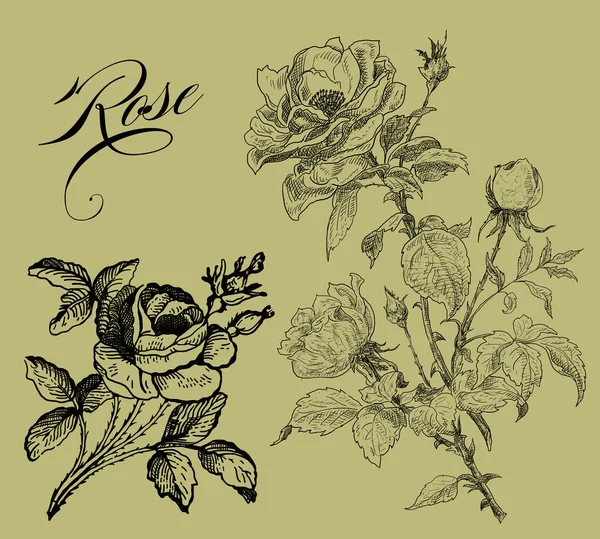 Oude rose illustratie — Stockfoto