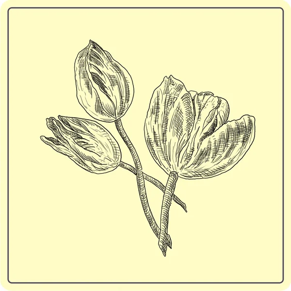 Tulipanes ilustración — Foto de Stock