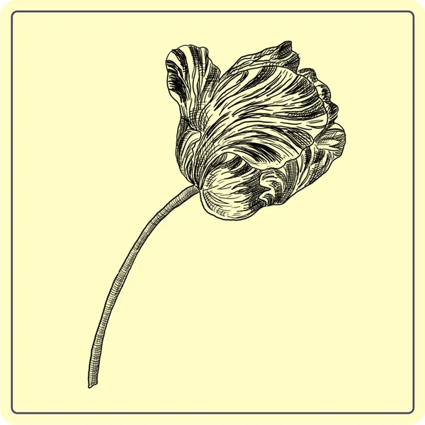 Тюльпановая иллюстрация — стоковое фото