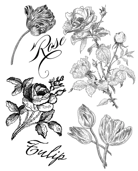 Old roses illustration — Stock Photo, Image