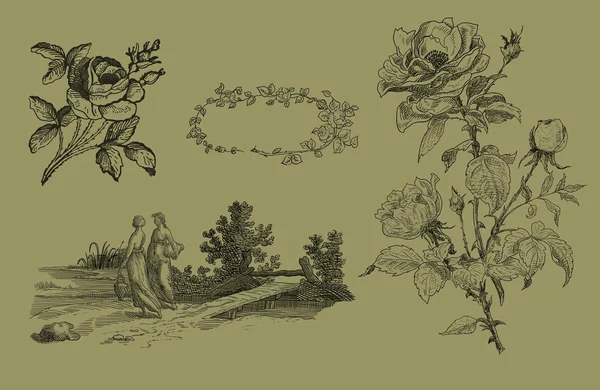 Старая иллюстрация роз — стоковое фото