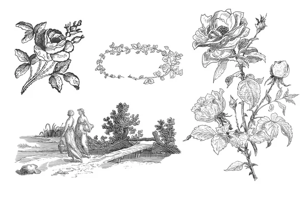古いバラの図 — ストック写真