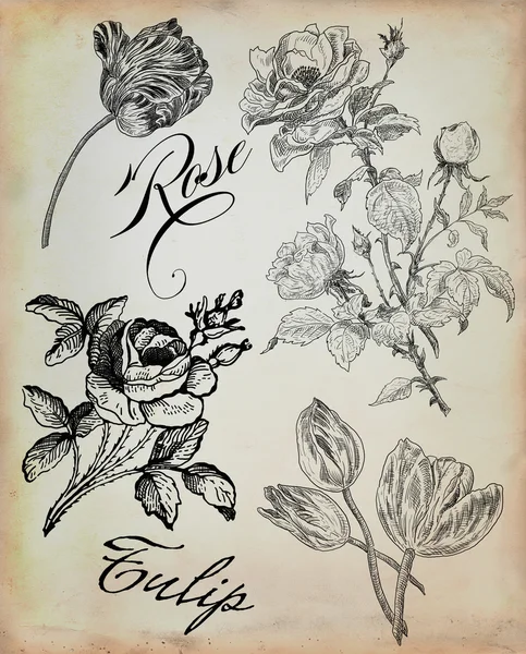 오래 된 장미 그림 — 스톡 사진