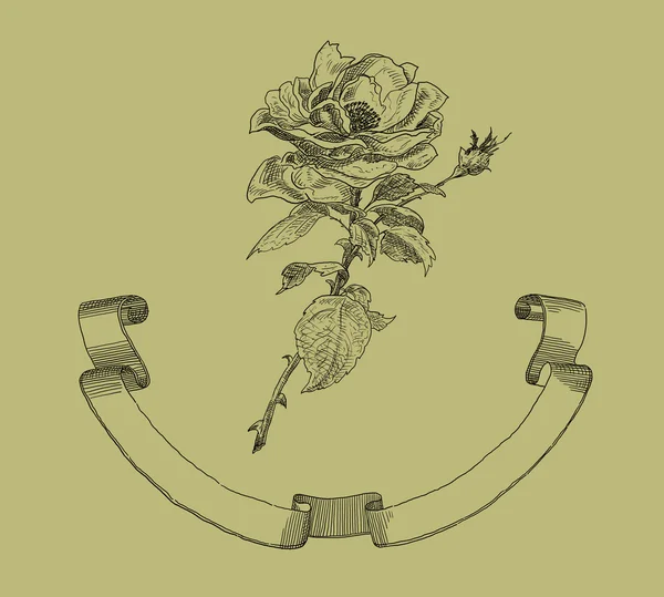 Staré růže ilustrace — Stock fotografie