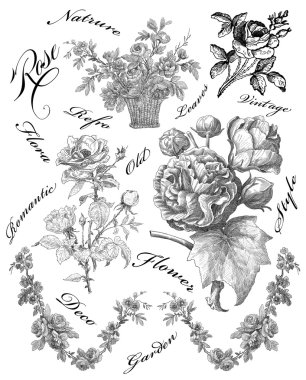 Old roses illustration clipart