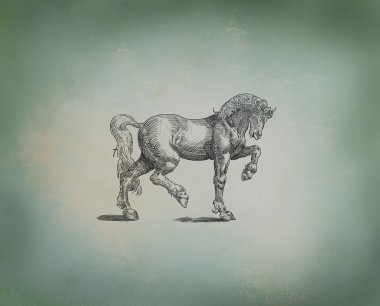 Horse illustratiom clipart