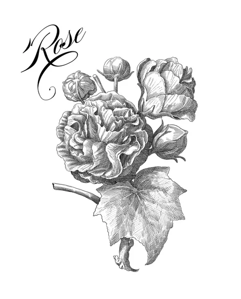 Ilustración rosa vieja —  Fotos de Stock