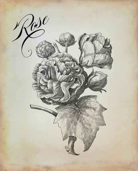 Ilustración rosa vieja —  Fotos de Stock