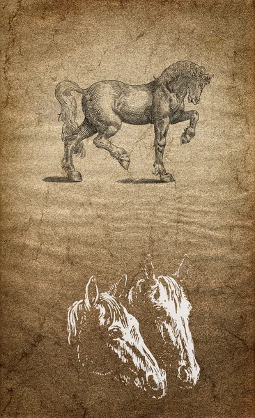 Hästar vintage illustration — Stockfoto