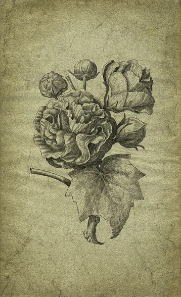 Старая розовая иллюстрация — стоковое фото