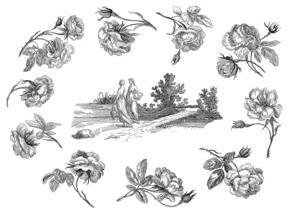 Ilustración de rosas antiguas —  Fotos de Stock