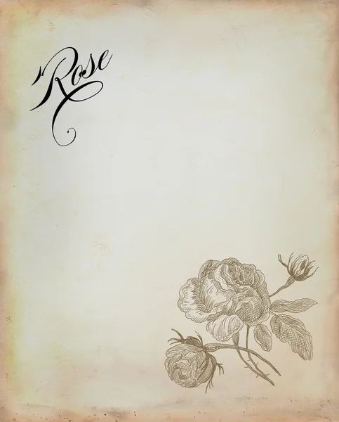 Ilustracja stara róża — Zdjęcie stockowe