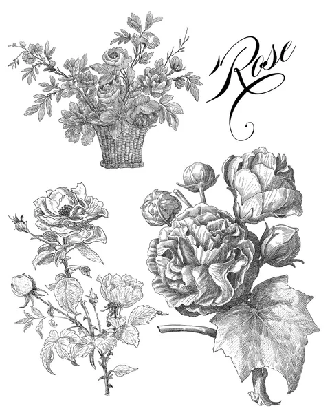 Vieilles roses illustration — Photo