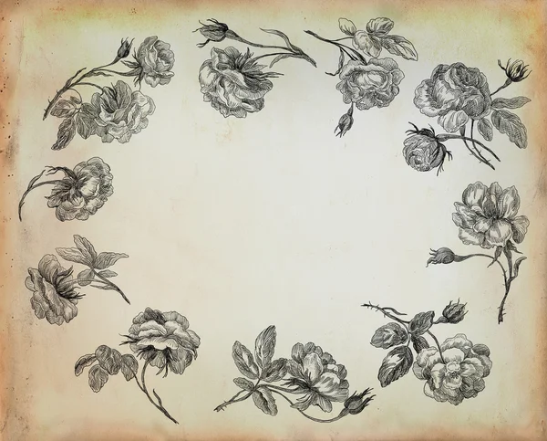 Vecchie rose illustrazione — Foto Stock