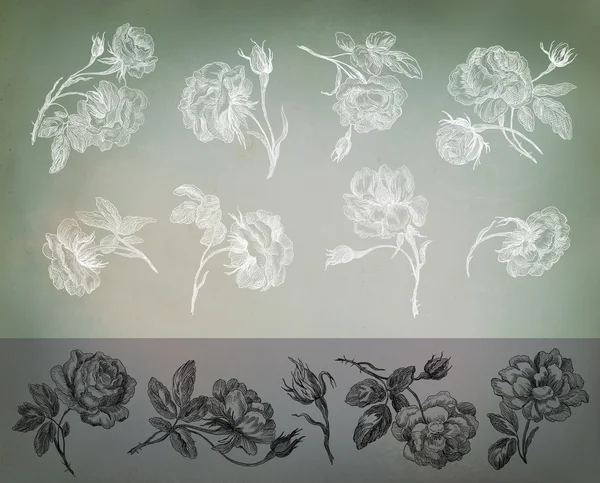 Ilustración de rosas antiguas —  Fotos de Stock