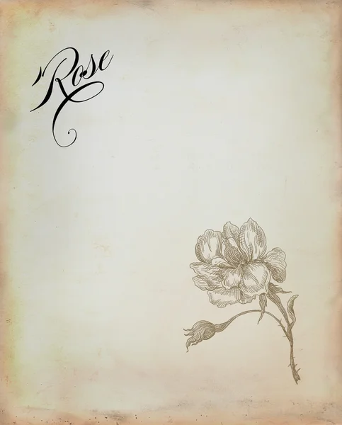 Παλιά τριαντάφυλλο εικονογράφηση — Φωτογραφία Αρχείου