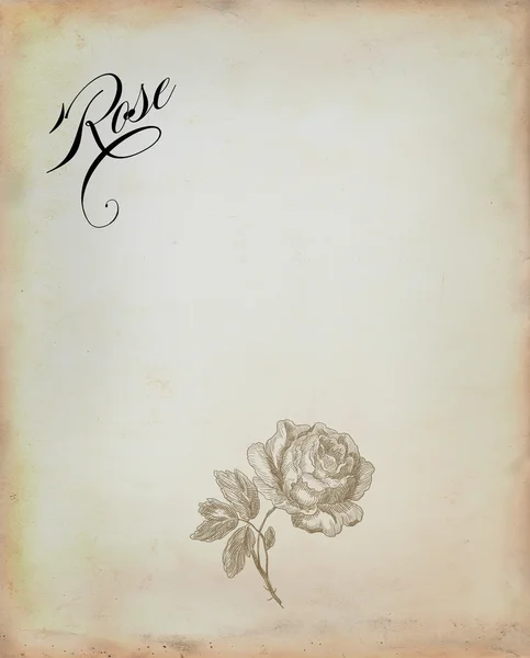 Ilustración rosa vieja — Foto de Stock