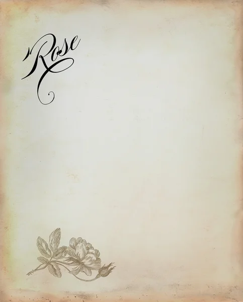 Old rose illustration — Stock Photo, Image