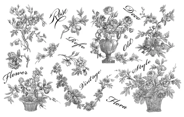Ilustración de rosas antiguas — Foto de Stock