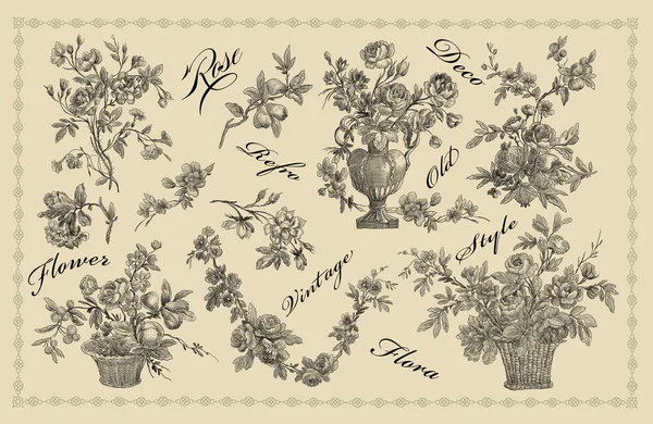 Ilustración de rosas antiguas — Foto de Stock