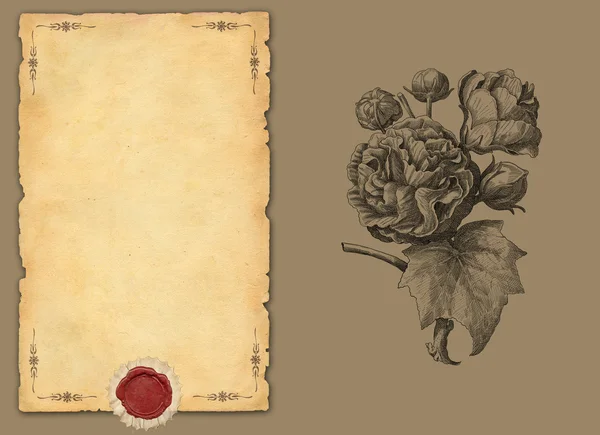 Illustration zur alten Rose — Stockfoto
