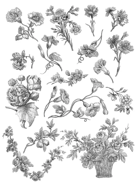 Ilustração de rosas velhas — Fotografia de Stock