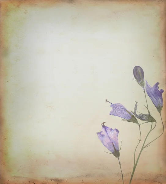花的背景 — 图库照片