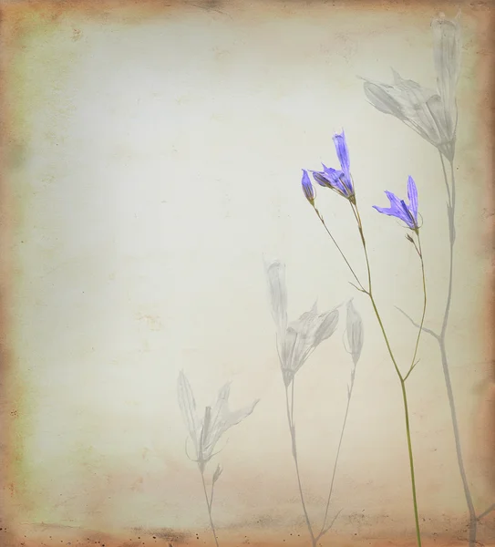 Blommor bakgrund — Stockfoto