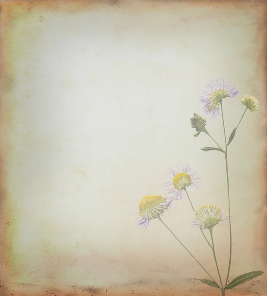 Φόντο λουλουδιών — Φωτογραφία Αρχείου