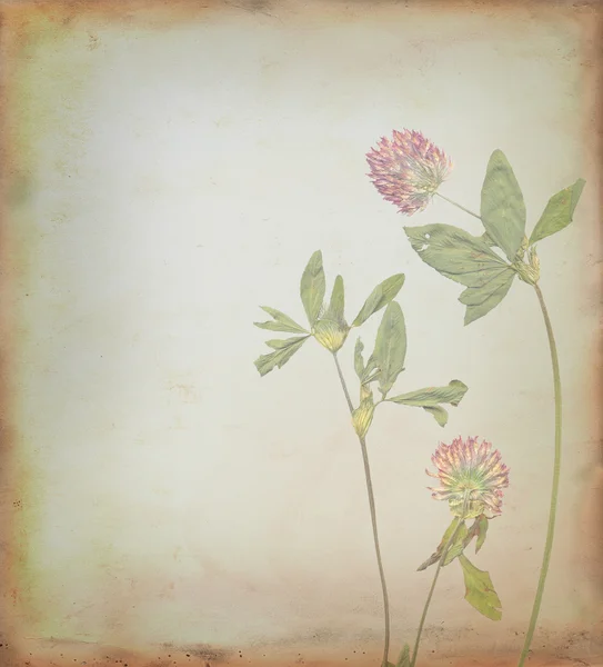 Φόντο λουλουδιών — Φωτογραφία Αρχείου