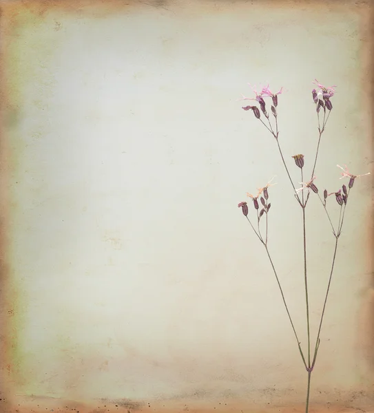 花の背景 — ストック写真