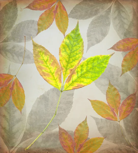 나뭇잎 배경 — 스톡 사진
